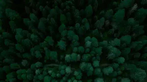 والپیپر جنگل سرسبز و شاداب