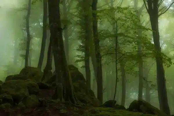 والپیپر جنگل مه‌آلود صبحگاهی