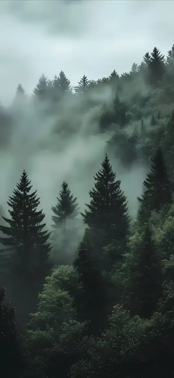 والپیپر جنگل مه‌آلود صبحگاهی