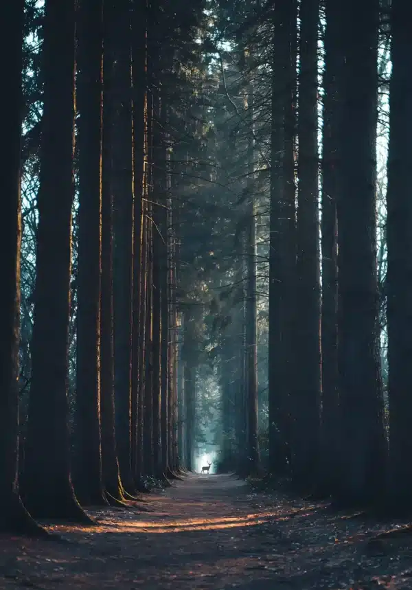 والپیپر جنگل پاییزی با رنگ‌های طلایی